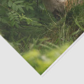 Schattigee Baby Fox in een groen bos Tissuepapier (Detail)