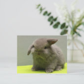 Schattigee Baby Holland Lop Briefkaart (Staand voorkant)
