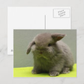 Schattigee Baby Holland Lop Briefkaart (Voorkant / Achterkant)