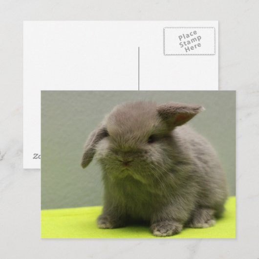 Schattigee Baby Holland Lop Briefkaart (Voorkant / Achterkant)