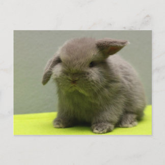 Schattigee Baby Holland Lop Briefkaart
