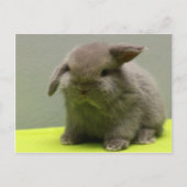Schattigee Baby Holland Lop Briefkaart (Voorkant)