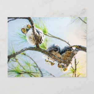 Schattigee Baby Owls Blank All Occasion Feestdagenkaart