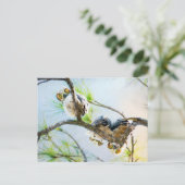 Schattigee Baby Owls Blank All Occasion Feestdagenkaart (Staand voorkant)