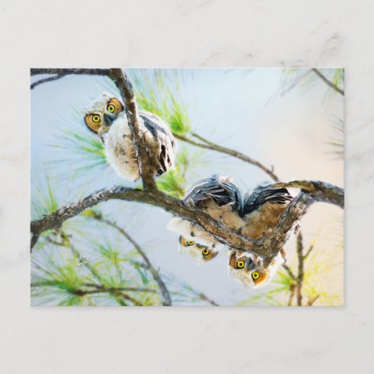 Schattigee Baby Owls Blank All Occasion Feestdagenkaart (Voorkant)