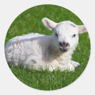 Schattigee baby schapen liggen in gras ronde sticker