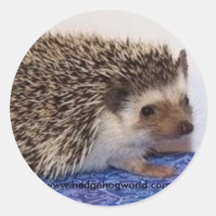 Schattigee baby sticker