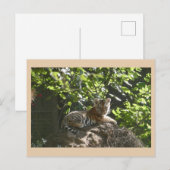 Schattigee Baby Tiger DIY Briefkaart (Voorkant / Achterkant)