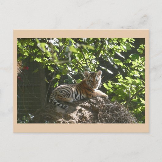 Schattigee Baby Tiger DIY Briefkaart (Voorkant)