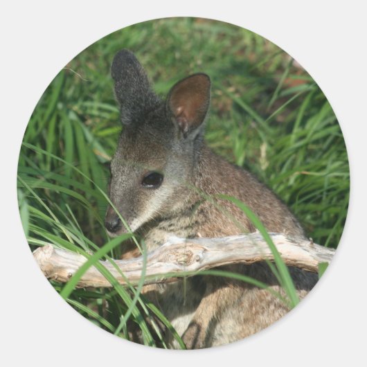 Schattigee Baby Wallaby Ronde Sticker (Voorkant)
