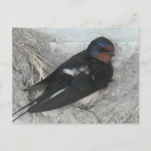 Schattigee Barn Swallow op Nest DIY Briefkaart