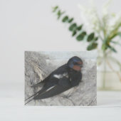 Schattigee Barn Swallow op Nest DIY Briefkaart (Staand voorkant)