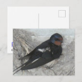 Schattigee Barn Swallow op Nest DIY Briefkaart (Voorkant / Achterkant)