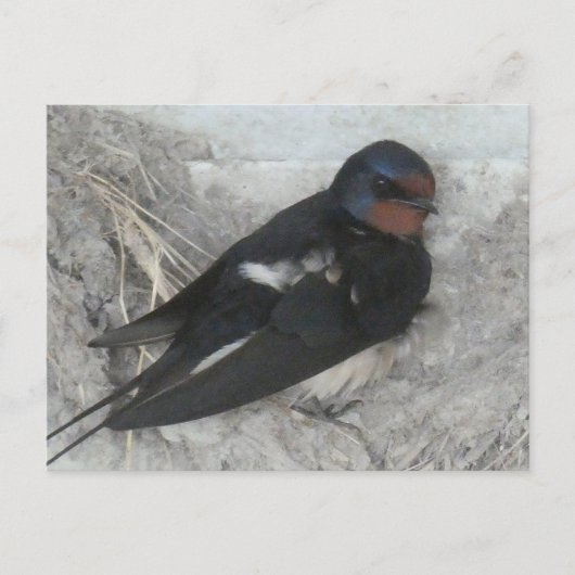 Schattigee Barn Swallow op Nest DIY Briefkaart (Voorkant)