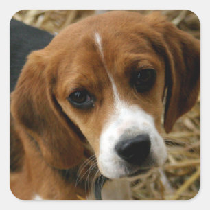 Schattigee Beagle Puppy Hondengroet Stickers