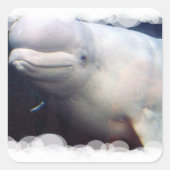 Schattigee Beluga Whale Sticker (Voorkant)