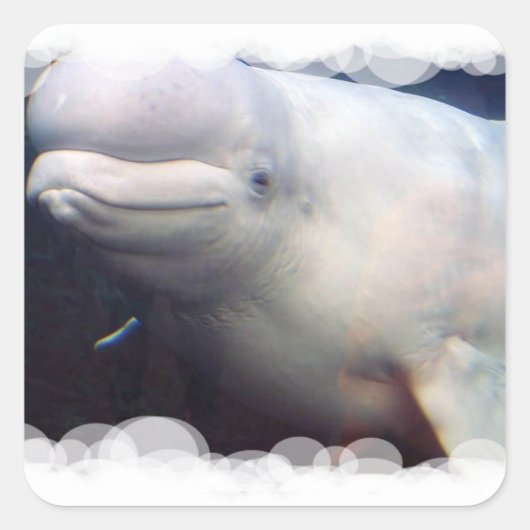 Schattigee Beluga Whale Sticker (Voorkant)