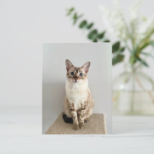 Schattigee Bengaalse kat Briefkaart (Staand voorkant)