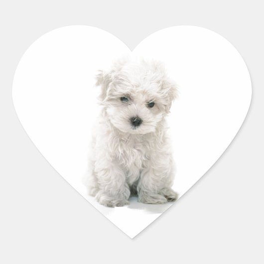 Schattigee Bichon Frise Stickers (Voorkant)