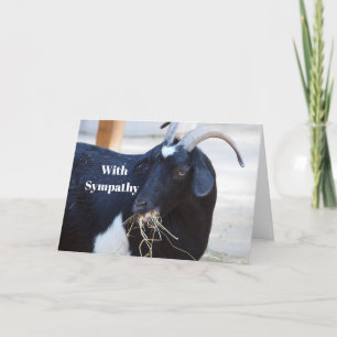 Schattigee Black Goat Foto Sympathie Kaart