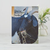 Schattigee Black Goat Foto Verjaardag Kaart (Staand voorkant)