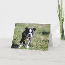 Schattigee Boston Terrier Blank