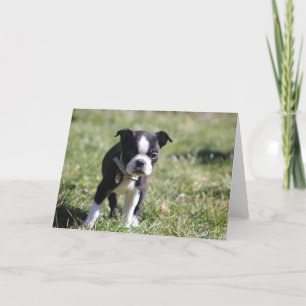 Schattigee Boston Terrier Blank Bedankkaart