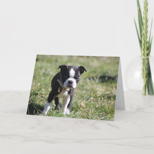 Schattigee Boston Terrier Blank Bedankkaart (Voorkant)