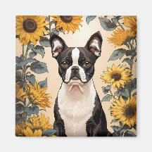 Schattigee Boston Terrier gele zonnebloemen