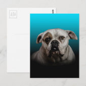 Schattigee Boxer Dog w Blue Black Gradient achterg Briefkaart (Voorkant / Achterkant)
