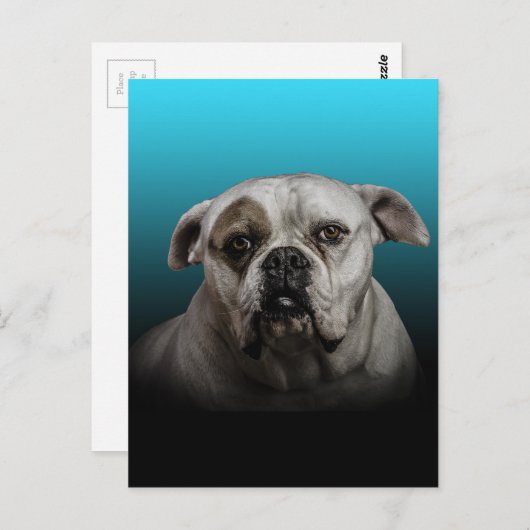 Schattigee Boxer Dog w Blue Black Gradient achterg Briefkaart (Voorkant / Achterkant)