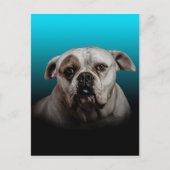 Schattigee Boxer Dog w Blue Black Gradient achterg Briefkaart (Voorkant)