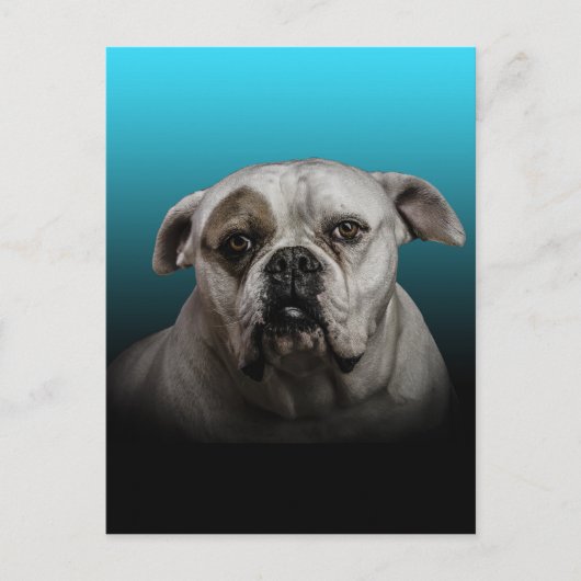 Schattigee Boxer Dog w Blue Black Gradient achterg Briefkaart (Voorkant)