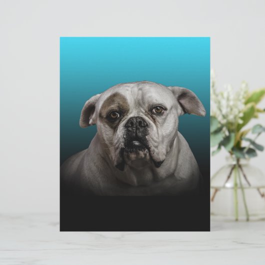 Schattigee Boxer Dog w Blue Black Gradient achterg Custom Briefhoofd (Staand voorkant)