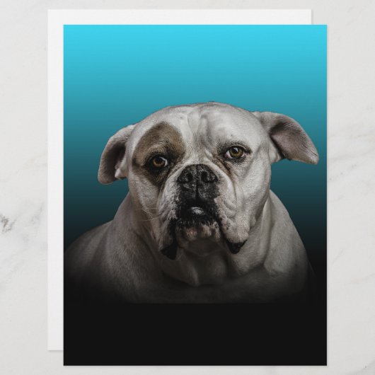 Schattigee Boxer Dog w Blue Black Gradient achterg Custom Briefhoofd (Voorkant / Achterkant)