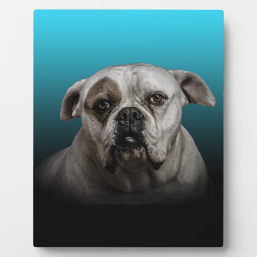 Schattigee Boxer Dog w Blue Black Gradient achterg Fotoplaat (Voorkant)