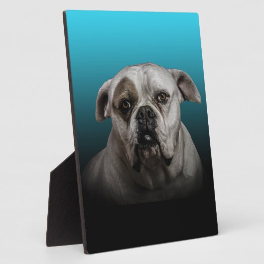 Schattigee Boxer Dog w Blue Black Gradient achterg Fotoplaat (Zijkant)