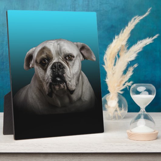 Schattigee Boxer Dog w Blue Black Gradient achterg Fotoplaat (Zijkant)