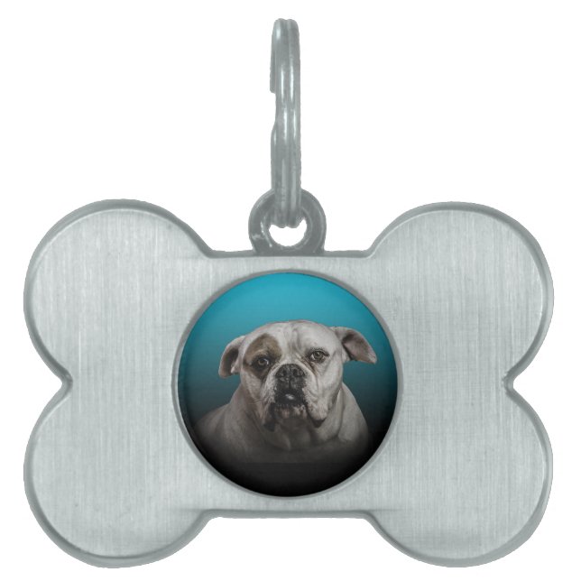 Schattigee Boxer Dog w Blue Black Gradient achterg Huisdieren Naamplaatje (voorkant)