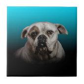 Schattigee Boxer Dog w Blue Black Gradient achterg Tegeltje (Voorkant)