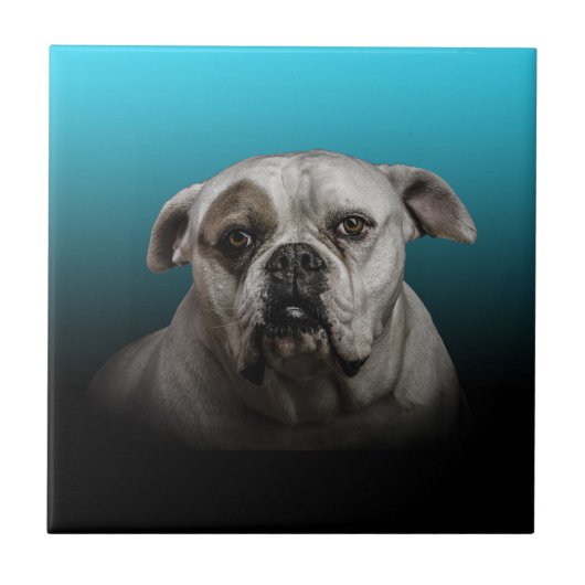 Schattigee Boxer Dog w Blue Black Gradient achterg Tegeltje (Voorkant)