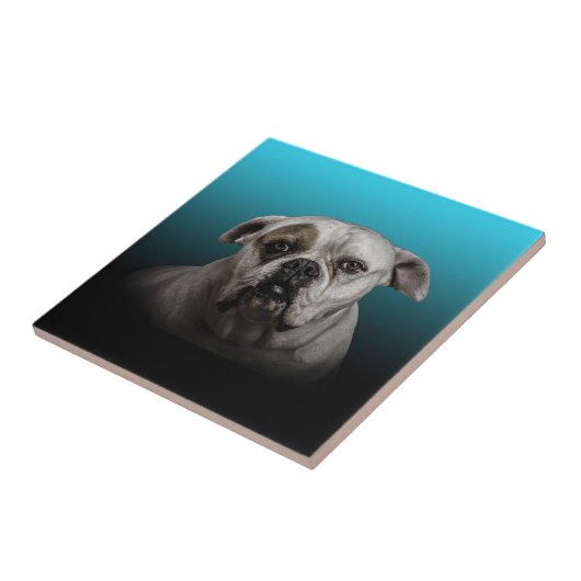 Schattigee Boxer Dog w Blue Black Gradient achterg Tegeltje (Zijkant)
