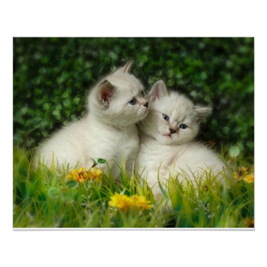 Schattigee Britse Korthaar Kittens in de tuin Perfect Poster (Voorkant)