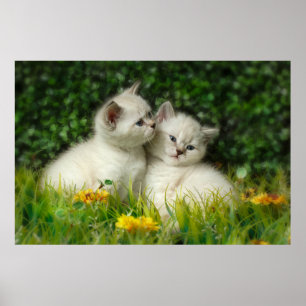Schattigee Britse Korthaar Kittens in de tuin Poster