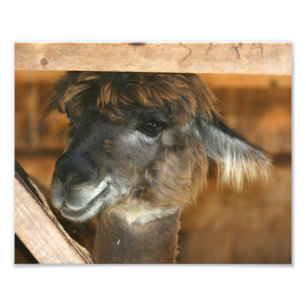 Schattigee Bruine Alpaca 10x8 Boerderij Dier Foto Afdruk