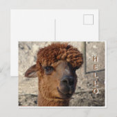 Schattigee bruine alpáca cust. HALLO Briefkaart (Voorkant / Achterkant)