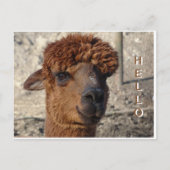 Schattigee bruine alpáca cust. HALLO Briefkaart (Voorkant)
