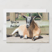 Schattigee Bruine Geit Slaapfoto Verjaardag Kaart (Voorkant)