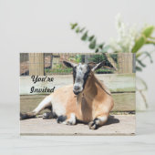 Schattigee Bruine Geit Slaapfoto Verjaardag Kaart (Staand voorkant)