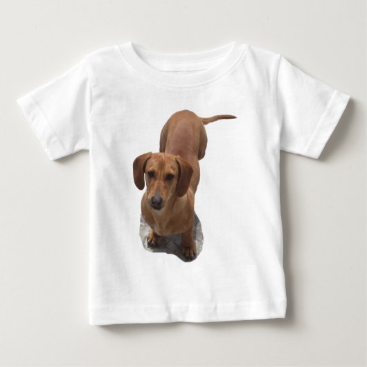 Schattigee bruine teckel (Voorkant)